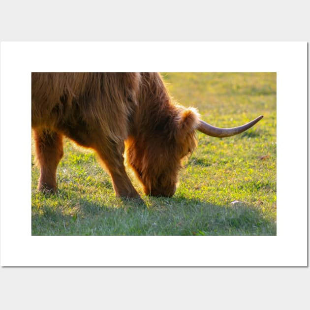 Longhorn Cattle Wall Art by Rob Johnson Photography